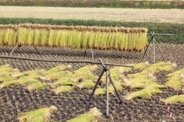 Rice Dies in the Sun